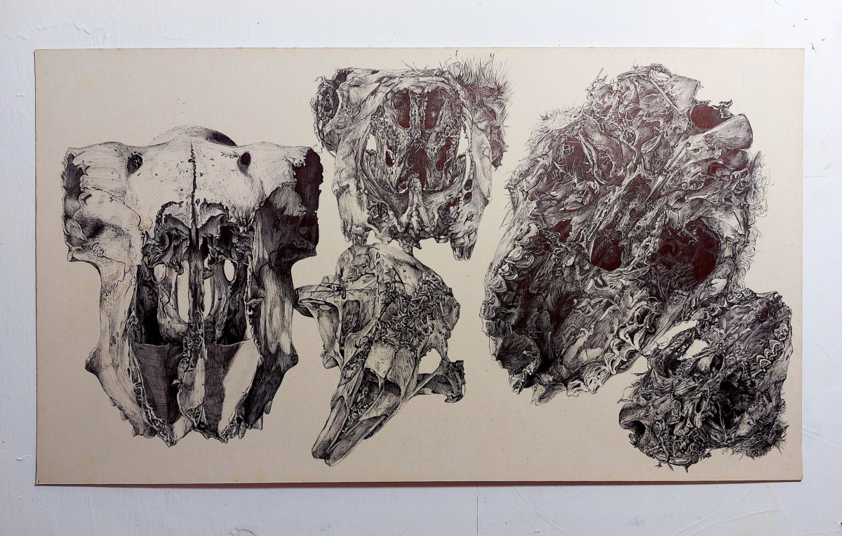 'Skullmination'; Intense drawing research of sheep skulls and one shrew skull that I found, 61.5 x 35cm