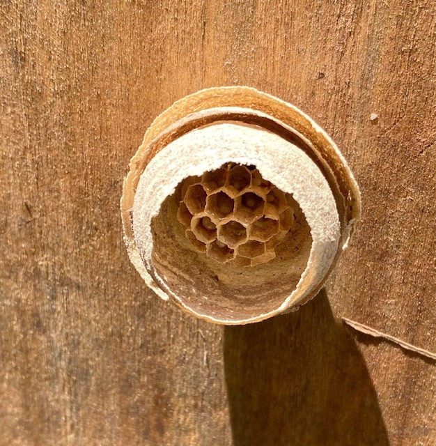 'Simultaneous building on-site within a metre of the Hush; nest of Common Wasp, Vespula Vulgaris'
